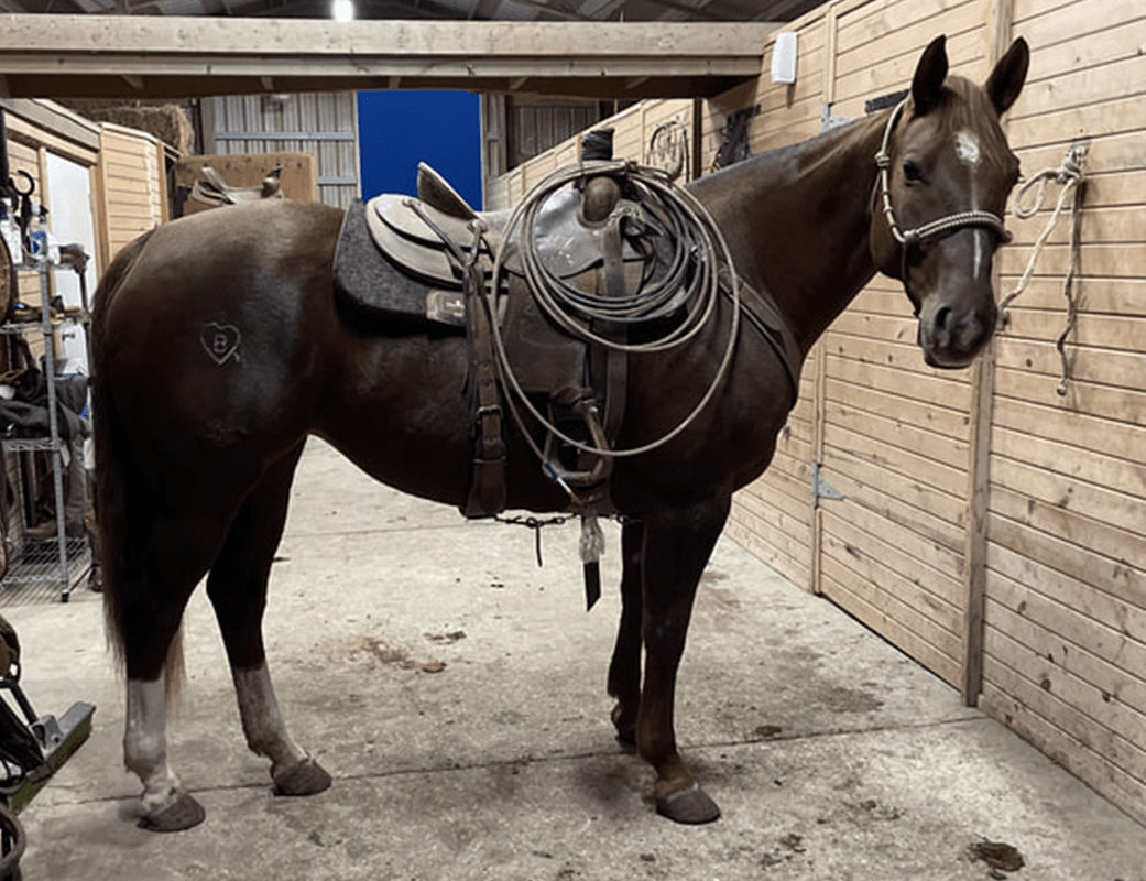 Horses for Sale in Kansas Affordable Options for Every Rider