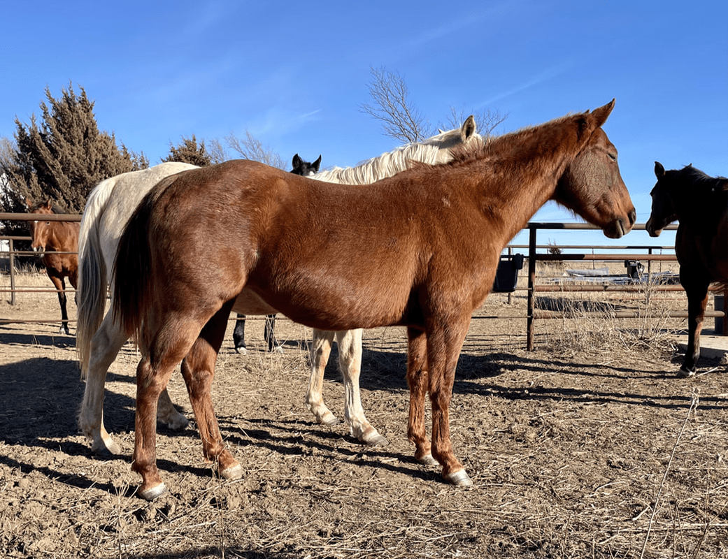 Process of Horse Breeding-A Guide