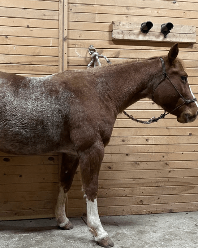 Popular Diseases of Horses in Kansas – Understanding and Prevention
