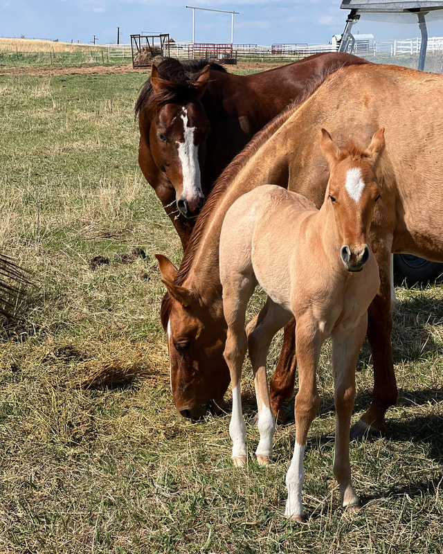 Caring For Your Horse During Breeding and Foaling