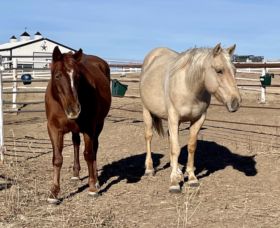 Choosing The Right Season For Horse Breeding in Kansas, USA