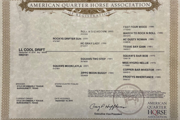 American quarter horses Association