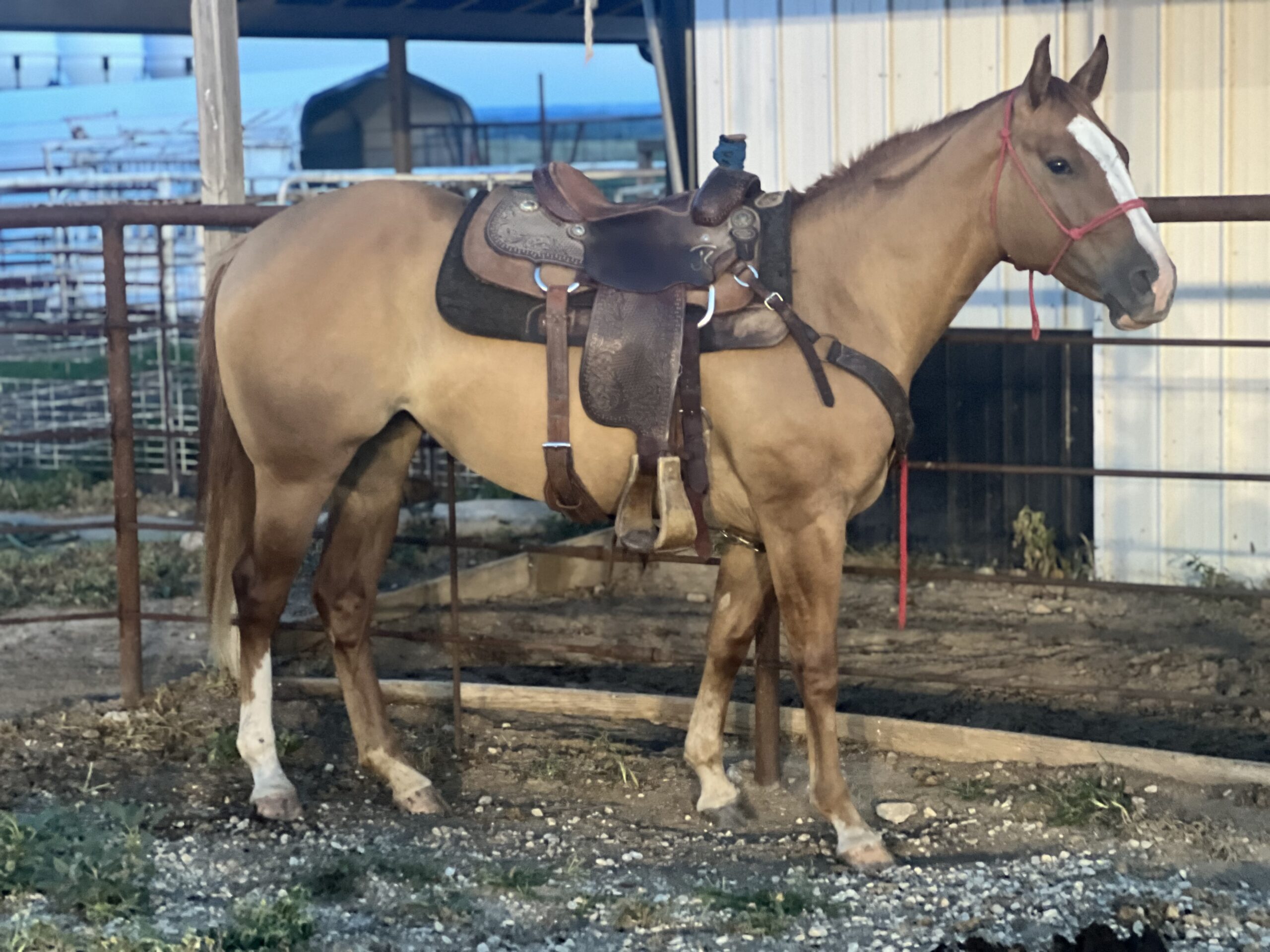 Horses For Sale - Koehn Ranch Salina Kansas