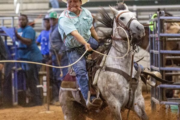 Prima Donna Journey Ultimate Calf Roping