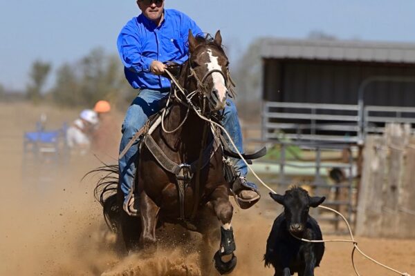 AC calf roping